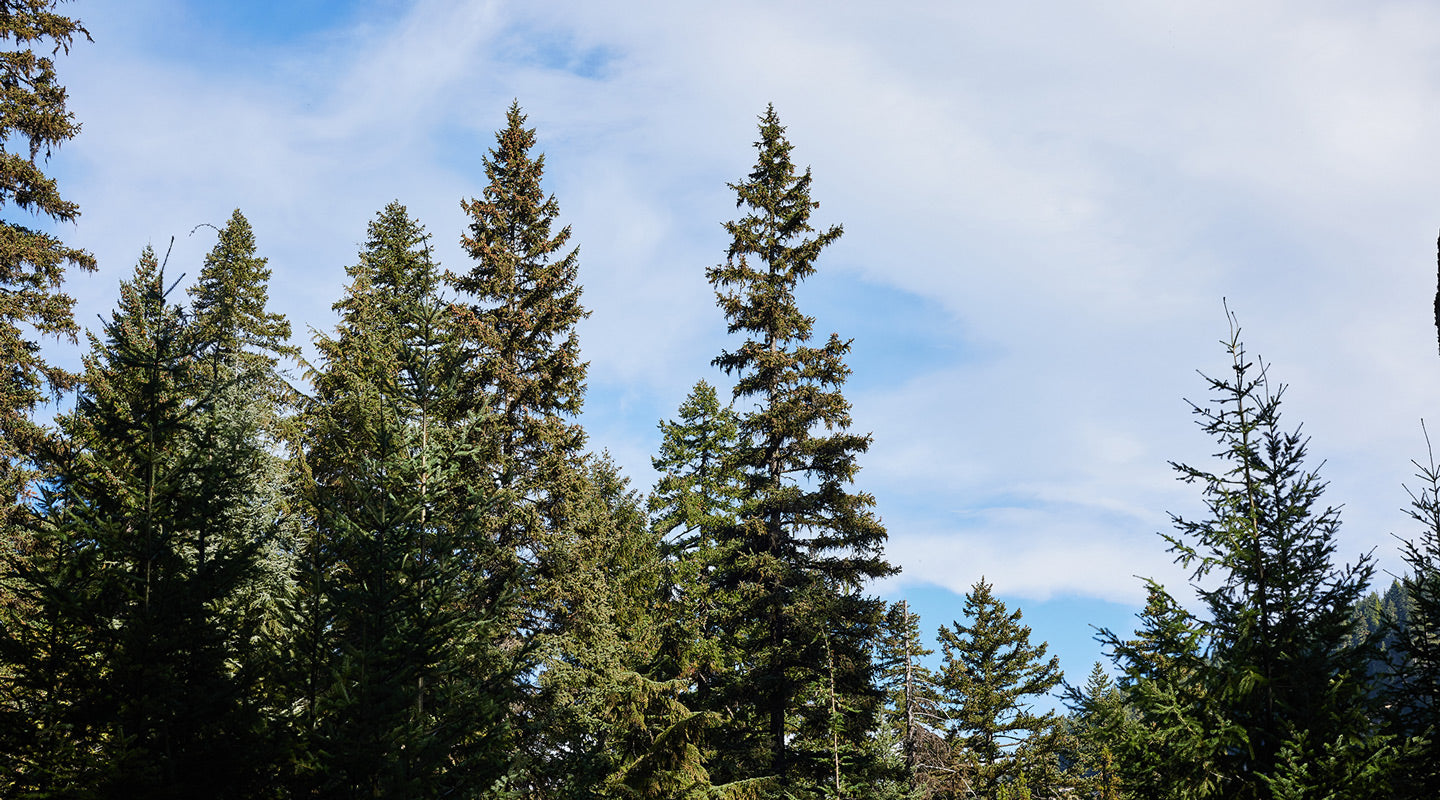 Our Favorite Sustainability Tips