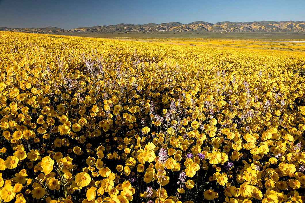 Conservation Hits Home